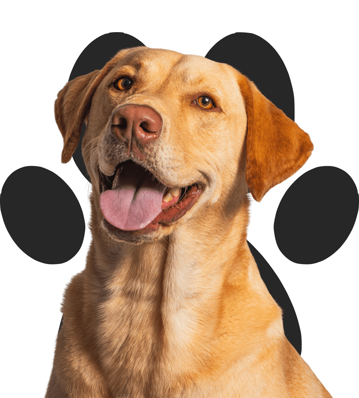 Happy Labrador with black background