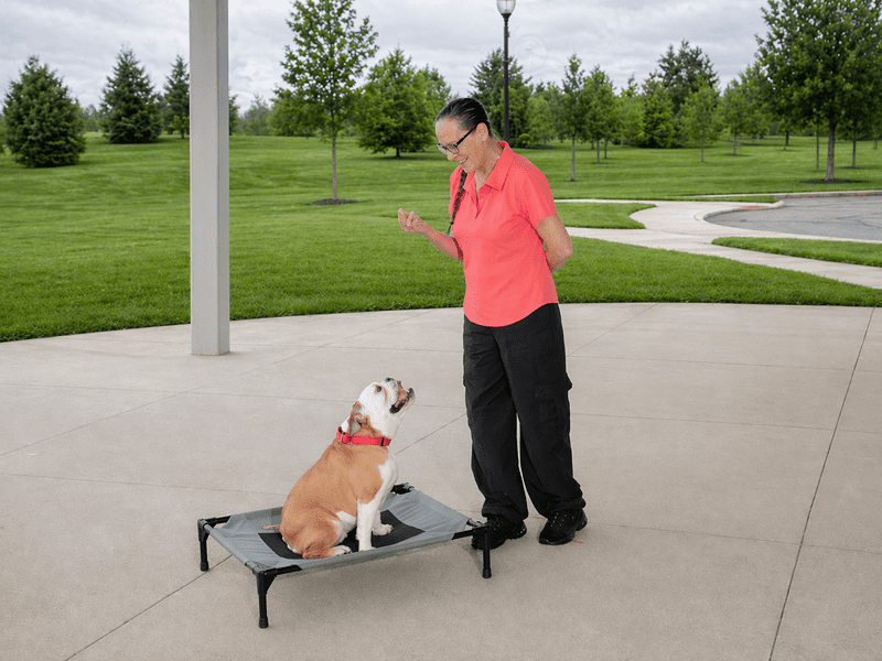 Person training a dog on a raised platform outdoors.