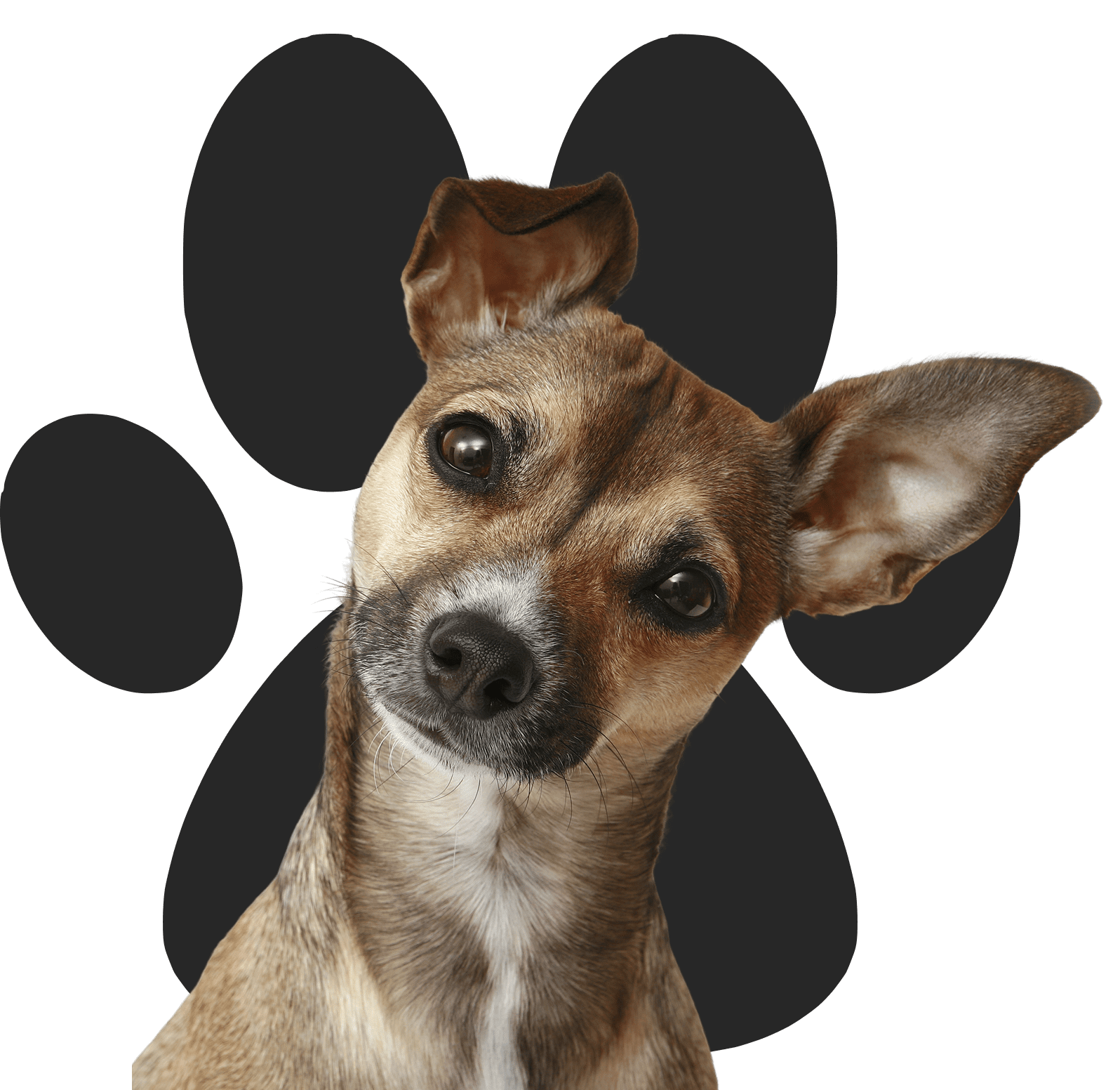 Small dog against paw print background