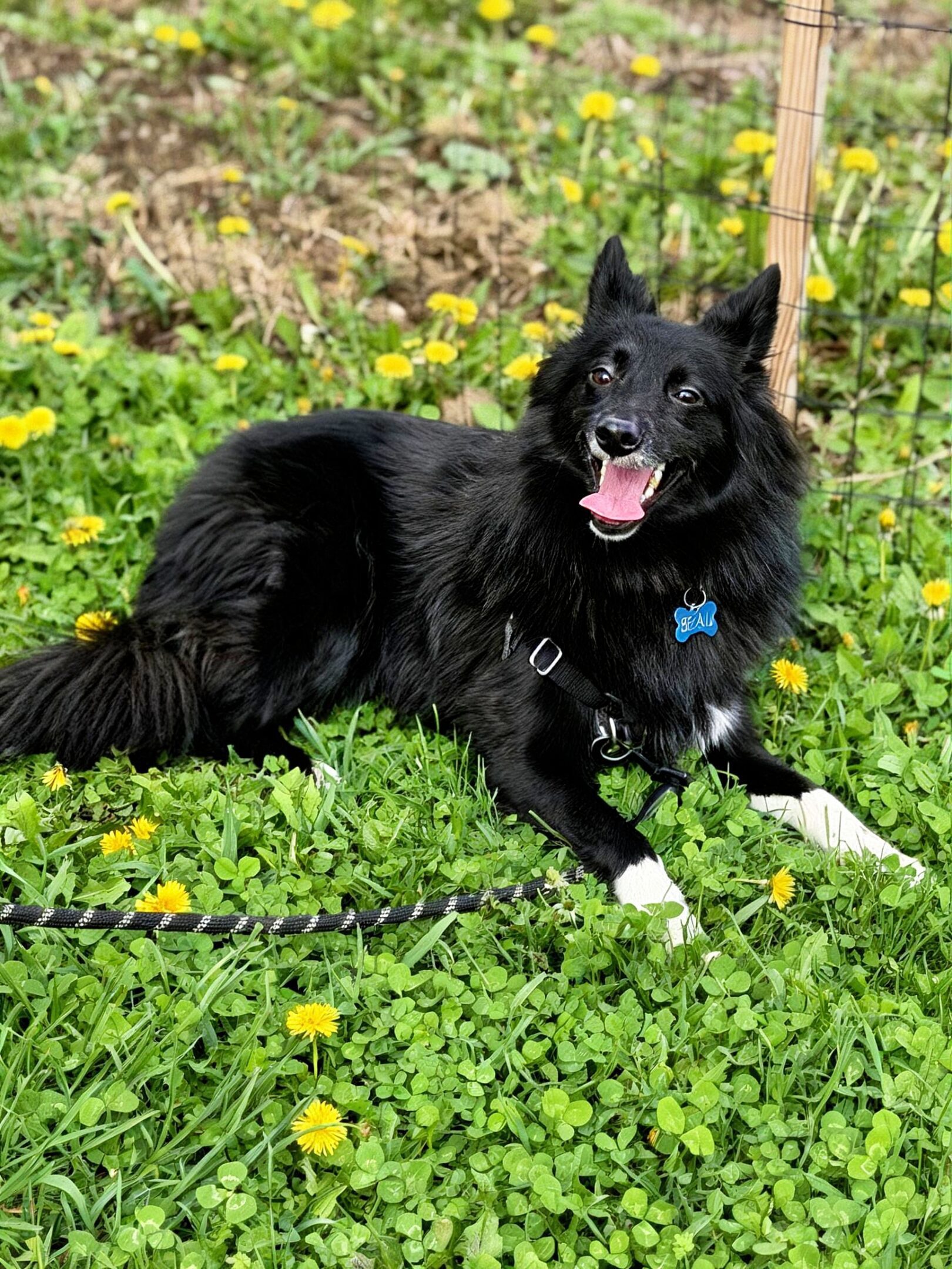 A happy black dog lying on grass with yellow flowers.